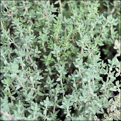 Est en cale s&egrave;che.