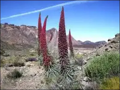 Comment s'appelle la plante ci-dessus, embl&eacute;matique des &icirc;les Canaries ?