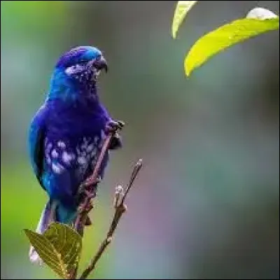 Quel animal est le symbole des &icirc;les Canaries ?