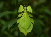 Test Acc�deras-tu � l�image horrible de l�insecte ?