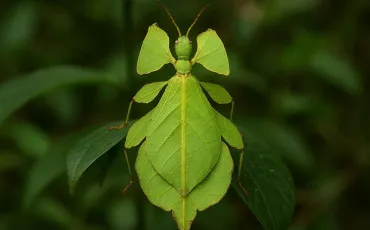 Quiz Test de personnalit�