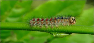 Que penses-tu de cette image ?