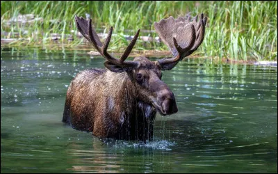 Tu pr&eacute;f&egrave;res les animaux...