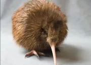 Quiz Ab�c�daire avec la lettre K