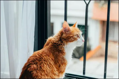 Aimerais tu &ecirc;tre chef ?