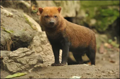 Quel canid&eacute; semi-aquatique des for&ecirc;ts tropicales poss&egrave;de des pattes palm&eacute;es pour nager et plonger ?
