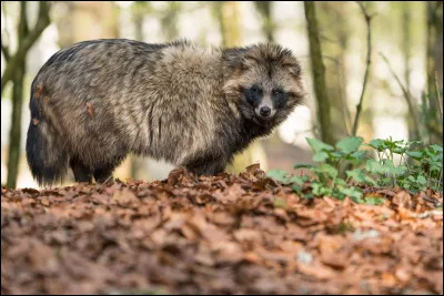 Quel est le seul canid&eacute; au monde capable d'entrer en l&eacute;thargie hivernale (une forme d'hibernation) pour survivre au froid intense ?