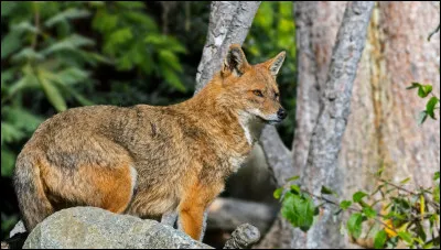Lequel de ces trois types de chacals est g&eacute;n&eacute;tiquement plus proche du loup gris que les autres chacals ?