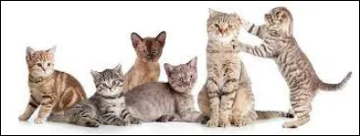 Vrai ou faux ? Les animaux aussi peuvent &ecirc;tre acrophobes :