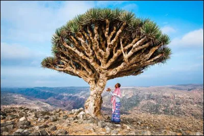 Il n'y a qu'ici &agrave; Socotra que je pouvais venir observer un dragonnier. O&ugrave; suis-je ?