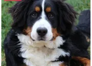 Quiz Quiz sur les races de chiens