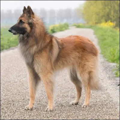 Quelle est cette race ?