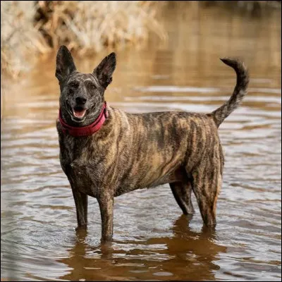 Quelle est cette race ?