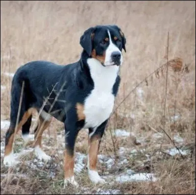 Quelle est cette race ?