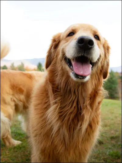 Quelle est cette race ?