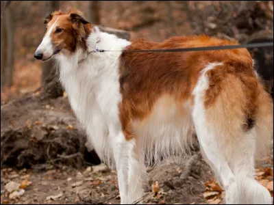 Quelle est cette race ?