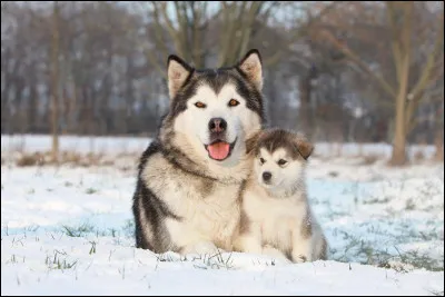 Quelle est cette race ?