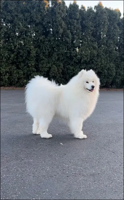 Quelle est cette race ?