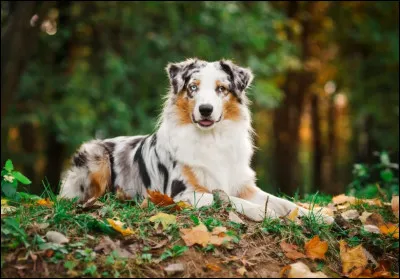 Quelle est cette race ?