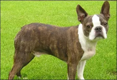 Quelle est cette race ?