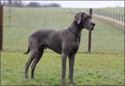 Quelle est cette race ?