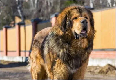 Quelle est cette race ?