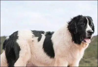 Quelle est cette race ?