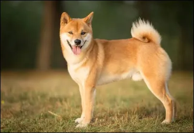 Quelle est cette race ?