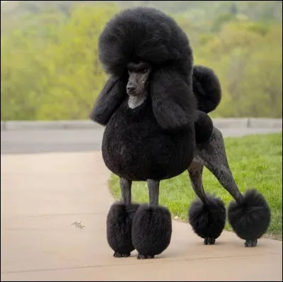 Quelle est cette race ?