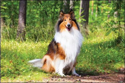 Quelle est cette race ?