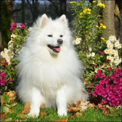 Quelle est cette race ?