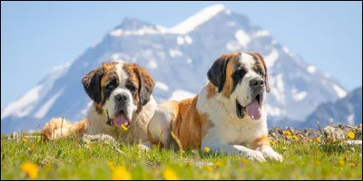 Quelle est cette race ?