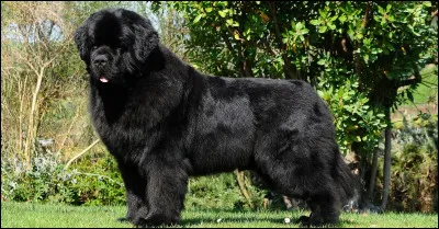 Quelle est cette race ?