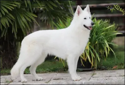 Quelle est cette race ?