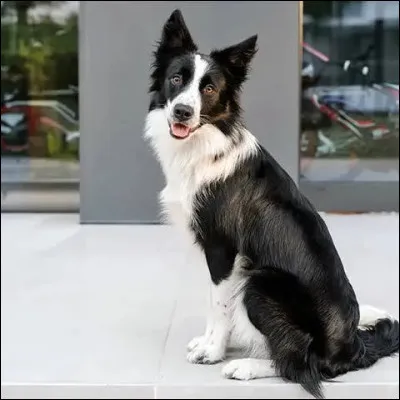 Quelle est cette race ?