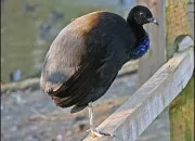 Quiz Personnage litt�raire (17)