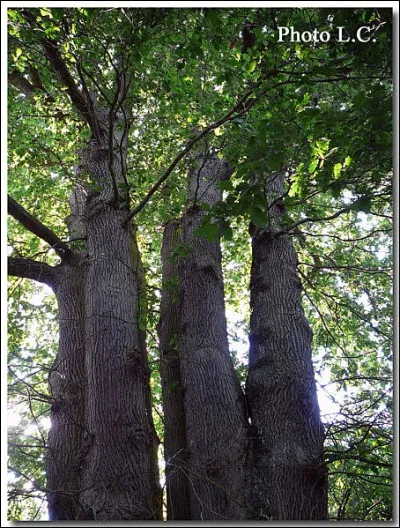 Dans quel roman peut-on trouver Freya Stark ?