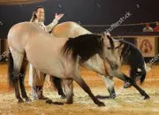 Quiz Quiz races des chevaux et poney !