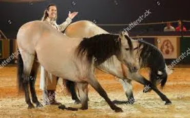 Quiz Poneys