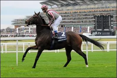 Ce cheval de course et un...