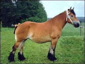 Ce cheval est un...