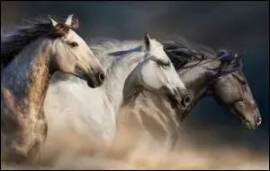 Ce sont des chevaux...