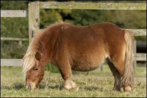 Ce petit poney c'est un...