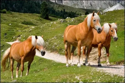 Et celle ci ?