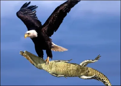 Qui a dit &laquo;&nbsp; Jetez les yeux sur les d&eacute;tours de la justice : voyez combien d'appels et de degr&eacute;s de juridiction, combien de proc&eacute;dures embarrassantes, combien d'animaux ravissants par les griffes desquels il vous faudra passer, sergents, procureurs, avocats, greffiers, substituts, rapporteurs, juges et leurs clercs.&nbsp;&raquo; ?