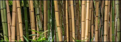 Pourquoi Nezuko porte-t-elle un morceau de bambou dans sa bouche ?