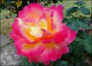 Quiz Que des roses !