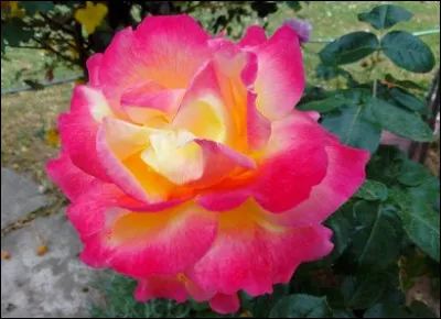 Quel po&egrave;te d&eacute;clare "Mignonne, allons voir si la rose..." ?