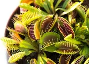 Test Quelle plante carnivore as-tu ?