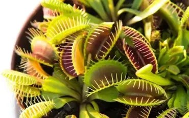 Quiz Test de personnalit�